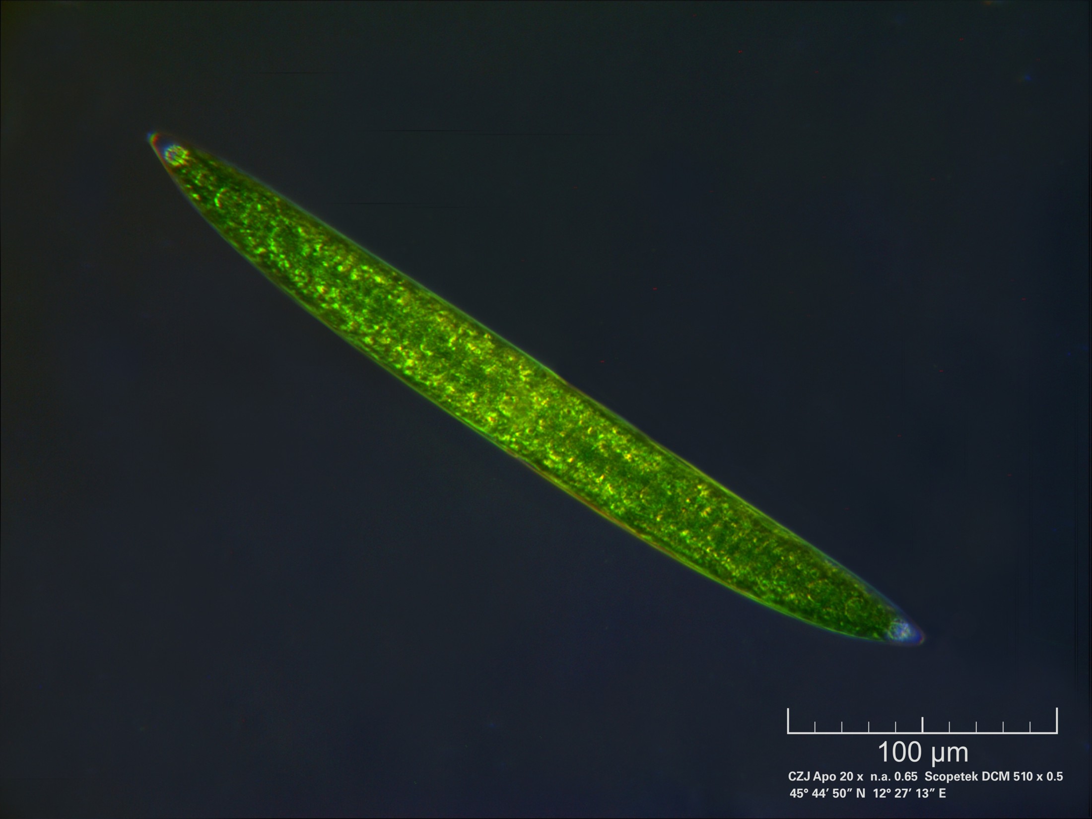 Closterium